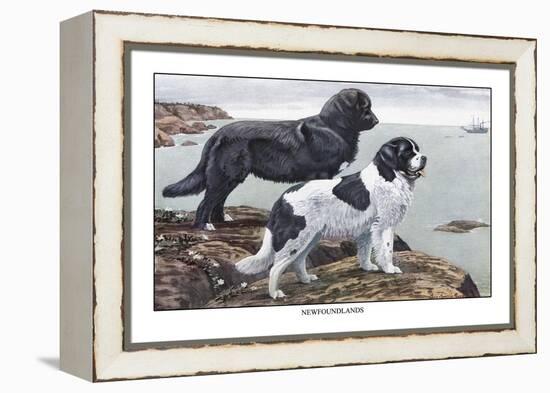 Two Newfoundlands-Louis Agassiz Fuertes-Framed Stretched Canvas