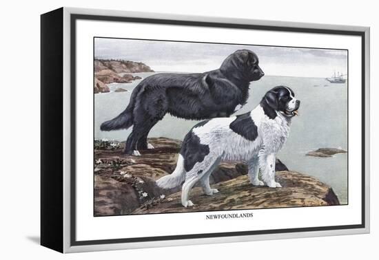 Two Newfoundlands-Louis Agassiz Fuertes-Framed Stretched Canvas