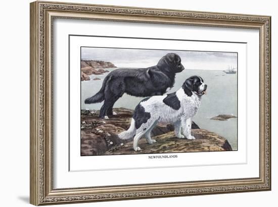 Two Newfoundlands-Louis Agassiz Fuertes-Framed Art Print