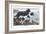 Two Newfoundlands-Louis Agassiz Fuertes-Framed Art Print