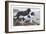 Two Newfoundlands-Louis Agassiz Fuertes-Framed Art Print