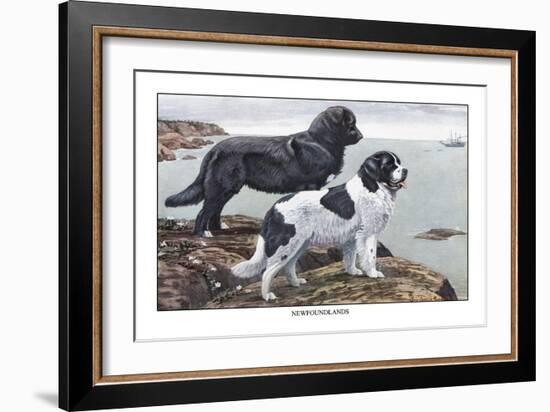 Two Newfoundlands-Louis Agassiz Fuertes-Framed Art Print