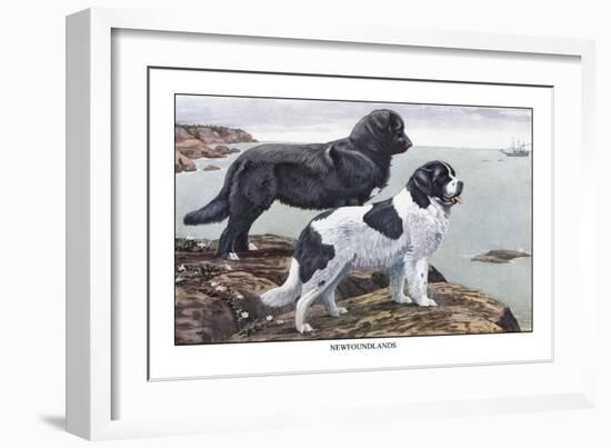 Two Newfoundlands-Louis Agassiz Fuertes-Framed Art Print