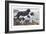 Two Newfoundlands-Louis Agassiz Fuertes-Framed Art Print