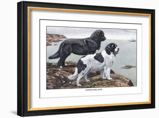 Two Newfoundlands-Louis Agassiz Fuertes-Framed Art Print