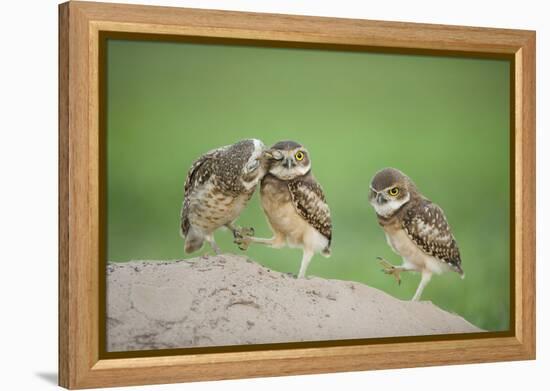 Two Newly Fledged Burrowing Owl Chicks (Athene Cunicularia), Pantanal, Brazil-Bence Mate-Framed Premier Image Canvas