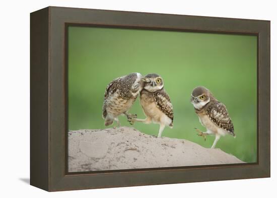 Two Newly Fledged Burrowing Owl Chicks (Athene Cunicularia), Pantanal, Brazil-Bence Mate-Framed Premier Image Canvas