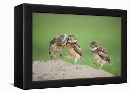 Two Newly Fledged Burrowing Owl Chicks (Athene Cunicularia), Pantanal, Brazil-Bence Mate-Framed Premier Image Canvas