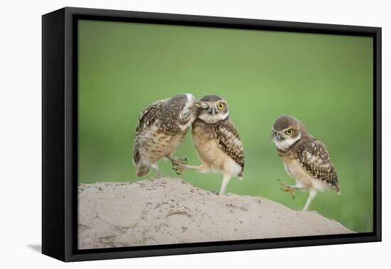 Two Newly Fledged Burrowing Owl Chicks (Athene Cunicularia), Pantanal, Brazil-Bence Mate-Framed Premier Image Canvas