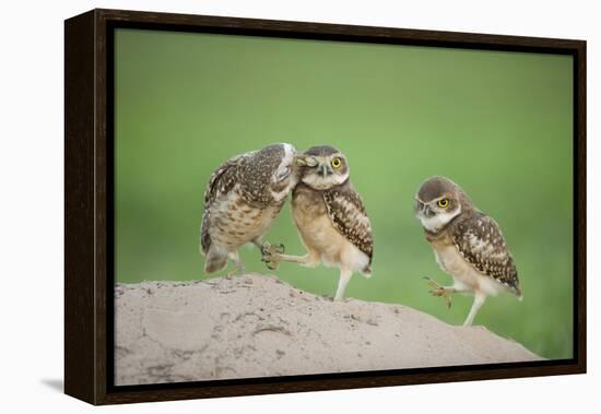 Two Newly Fledged Burrowing Owl Chicks (Athene Cunicularia), Pantanal, Brazil-Bence Mate-Framed Premier Image Canvas