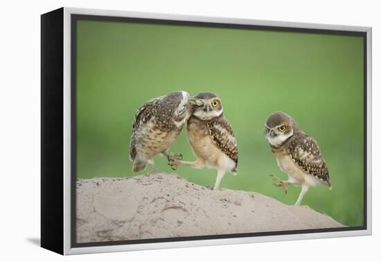 Two Newly Fledged Burrowing Owl Chicks (Athene Cunicularia), Pantanal, Brazil-Bence Mate-Framed Premier Image Canvas