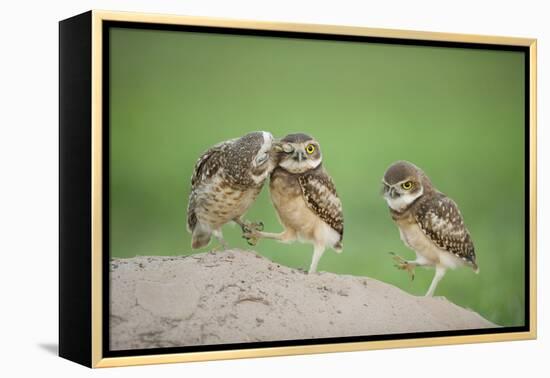 Two Newly Fledged Burrowing Owl Chicks (Athene Cunicularia), Pantanal, Brazil-Bence Mate-Framed Premier Image Canvas