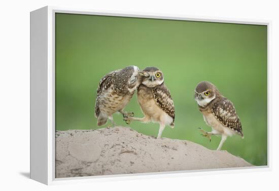 Two Newly Fledged Burrowing Owl Chicks (Athene Cunicularia), Pantanal, Brazil-Bence Mate-Framed Premier Image Canvas