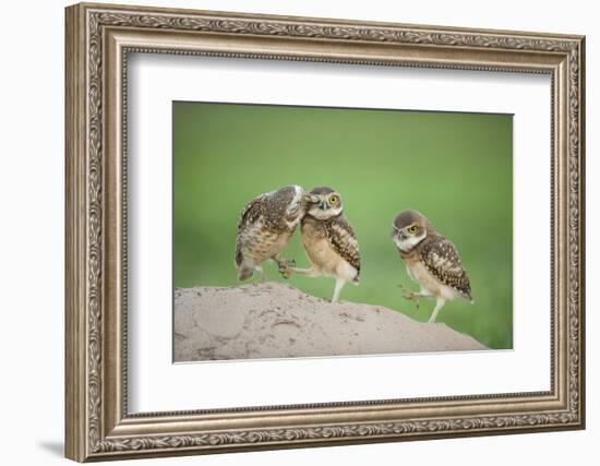 Two Newly Fledged Burrowing Owl Chicks (Athene Cunicularia), Pantanal, Brazil-Bence Mate-Framed Photographic Print