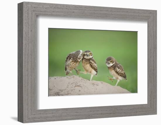 Two Newly Fledged Burrowing Owl Chicks (Athene Cunicularia), Pantanal, Brazil-Bence Mate-Framed Photographic Print