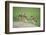 Two Newly Fledged Burrowing Owl Chicks (Athene Cunicularia), Pantanal, Brazil-Bence Mate-Framed Photographic Print