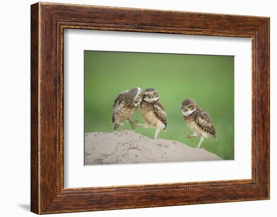 Two Newly Fledged Burrowing Owl Chicks (Athene Cunicularia), Pantanal, Brazil-Bence Mate-Framed Photographic Print