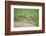 Two Newly Fledged Burrowing Owl Chicks (Athene Cunicularia), Pantanal, Brazil-Bence Mate-Framed Photographic Print