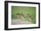 Two Newly Fledged Burrowing Owl Chicks (Athene Cunicularia), Pantanal, Brazil-Bence Mate-Framed Photographic Print