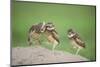 Two Newly Fledged Burrowing Owl Chicks (Athene Cunicularia), Pantanal, Brazil-Bence Mate-Mounted Photographic Print