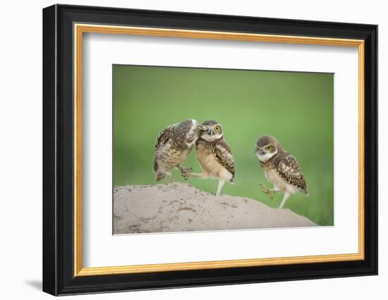 Two Newly Fledged Burrowing Owl Chicks (Athene Cunicularia), Pantanal, Brazil-Bence Mate-Framed Photographic Print