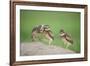 Two Newly Fledged Burrowing Owl Chicks (Athene Cunicularia), Pantanal, Brazil-Bence Mate-Framed Photographic Print