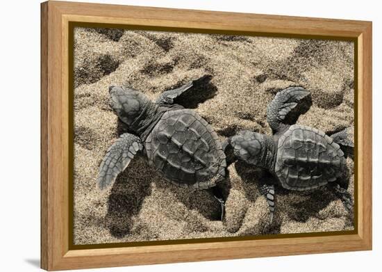 Two Newly Hatched Loggerhead Turtles (Caretta Caretta) Heading for the Sea, Dalyan Delta, Turkey-Zankl-Framed Premier Image Canvas