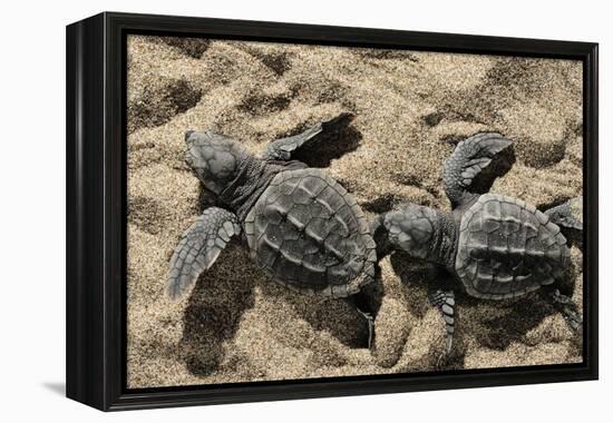 Two Newly Hatched Loggerhead Turtles (Caretta Caretta) Heading for the Sea, Dalyan Delta, Turkey-Zankl-Framed Premier Image Canvas