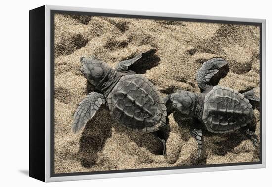 Two Newly Hatched Loggerhead Turtles (Caretta Caretta) Heading for the Sea, Dalyan Delta, Turkey-Zankl-Framed Premier Image Canvas