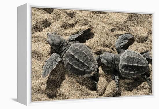 Two Newly Hatched Loggerhead Turtles (Caretta Caretta) Heading for the Sea, Dalyan Delta, Turkey-Zankl-Framed Premier Image Canvas