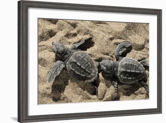 Two Newly Hatched Loggerhead Turtles (Caretta Caretta) Heading for the Sea, Dalyan Delta, Turkey-Zankl-Framed Photographic Print