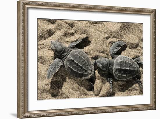 Two Newly Hatched Loggerhead Turtles (Caretta Caretta) Heading for the Sea, Dalyan Delta, Turkey-Zankl-Framed Photographic Print