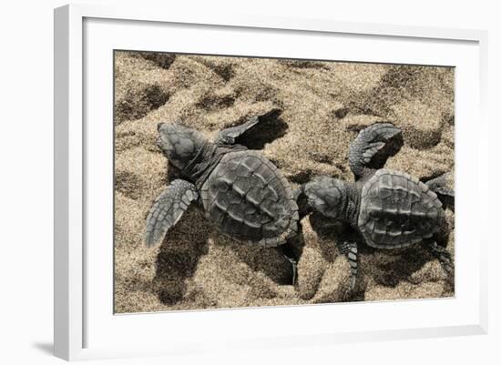 Two Newly Hatched Loggerhead Turtles (Caretta Caretta) Heading for the Sea, Dalyan Delta, Turkey-Zankl-Framed Photographic Print