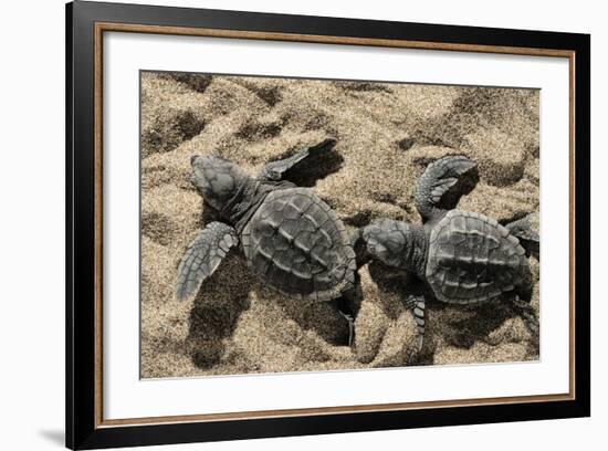 Two Newly Hatched Loggerhead Turtles (Caretta Caretta) Heading for the Sea, Dalyan Delta, Turkey-Zankl-Framed Photographic Print