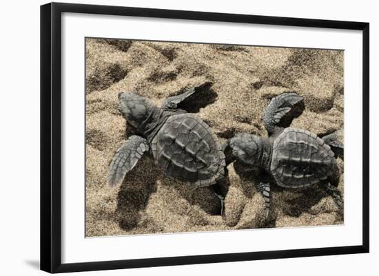Two Newly Hatched Loggerhead Turtles (Caretta Caretta) Heading for the Sea, Dalyan Delta, Turkey-Zankl-Framed Photographic Print