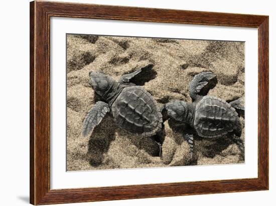 Two Newly Hatched Loggerhead Turtles (Caretta Caretta) Heading for the Sea, Dalyan Delta, Turkey-Zankl-Framed Photographic Print