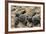 Two Newly Hatched Loggerhead Turtles (Caretta Caretta) Heading for the Sea, Dalyan Delta, Turkey-Zankl-Framed Photographic Print