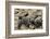 Two Newly Hatched Loggerhead Turtles (Caretta Caretta) Heading for the Sea, Dalyan Delta, Turkey-Zankl-Framed Photographic Print