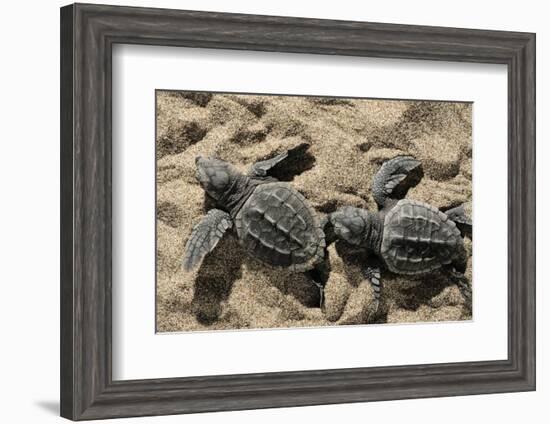 Two Newly Hatched Loggerhead Turtles (Caretta Caretta) Heading for the Sea, Dalyan Delta, Turkey-Zankl-Framed Photographic Print