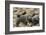 Two Newly Hatched Loggerhead Turtles (Caretta Caretta) Heading for the Sea, Dalyan Delta, Turkey-Zankl-Framed Photographic Print