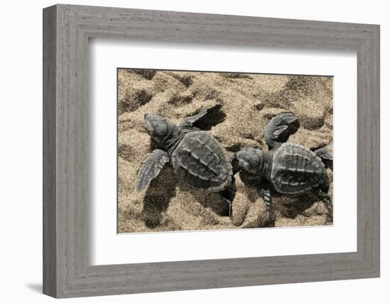 Two Newly Hatched Loggerhead Turtles (Caretta Caretta) Heading for the Sea, Dalyan Delta, Turkey-Zankl-Framed Photographic Print