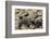 Two Newly Hatched Loggerhead Turtles (Caretta Caretta) Heading for the Sea, Dalyan Delta, Turkey-Zankl-Framed Photographic Print