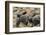 Two Newly Hatched Loggerhead Turtles (Caretta Caretta) Heading for the Sea, Dalyan Delta, Turkey-Zankl-Framed Photographic Print