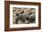 Two Newly Hatched Loggerhead Turtles (Caretta Caretta) Heading for the Sea, Dalyan Delta, Turkey-Zankl-Framed Photographic Print