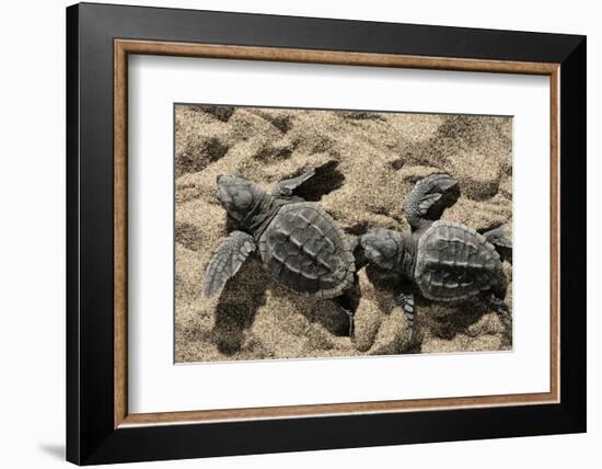 Two Newly Hatched Loggerhead Turtles (Caretta Caretta) Heading for the Sea, Dalyan Delta, Turkey-Zankl-Framed Photographic Print