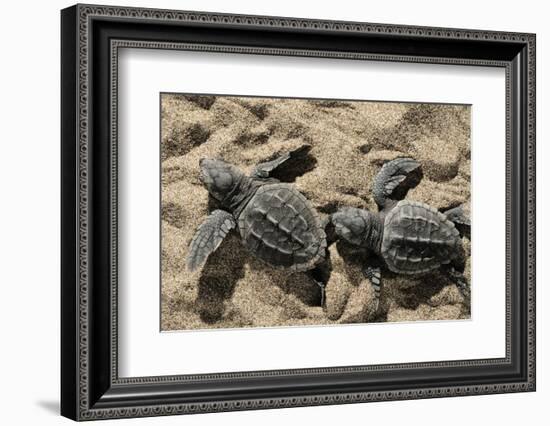 Two Newly Hatched Loggerhead Turtles (Caretta Caretta) Heading for the Sea, Dalyan Delta, Turkey-Zankl-Framed Photographic Print