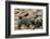 Two Newly Hatched Loggerhead Turtles (Caretta Caretta) Heading for the Sea, Dalyan Delta, Turkey-Zankl-Framed Photographic Print