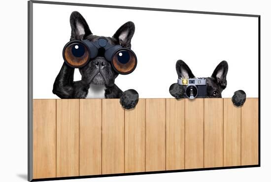 Two Nosy Dogs-Javier Brosch-Mounted Photographic Print