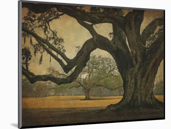 Two Oaks in Rain, Audubon Gardens-William Guion-Mounted Art Print