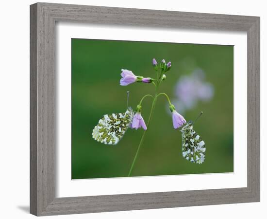 Two Orange tip butterfly roosting at dawn on Cuckooflower, UK-Andy Sands-Framed Photographic Print